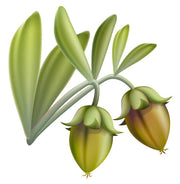 Toolcraft Jojoba Oil 100ml - Toolcraft